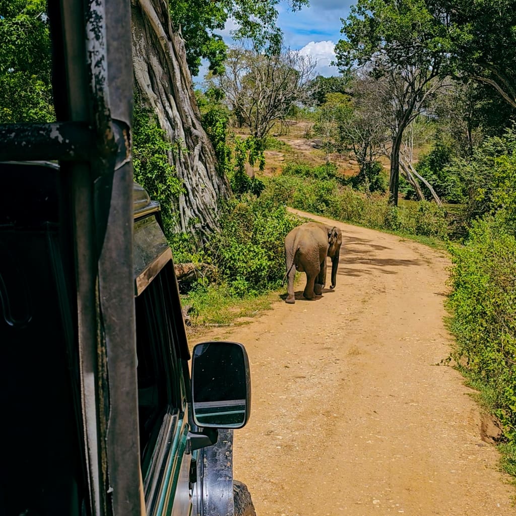Udawalawe National Park elephant safari tours