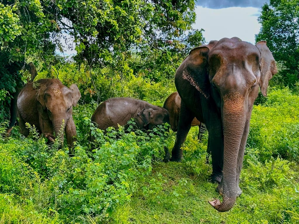 Herd of wild elephants at Udawalawe National Park