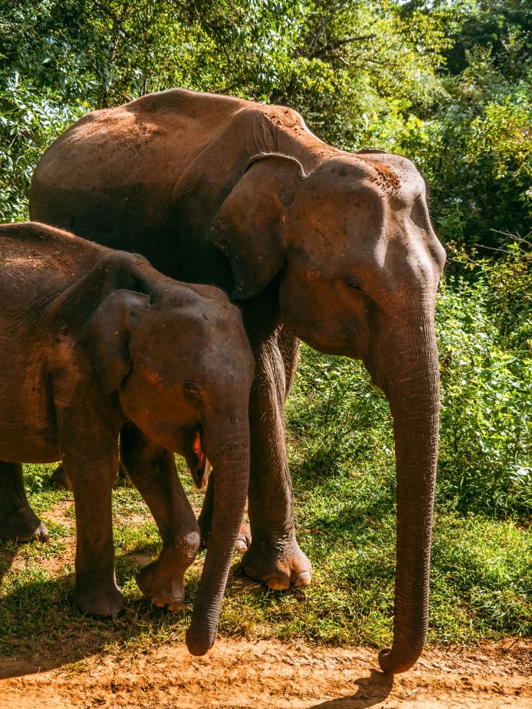 Elephant Safari in Sri Lanka