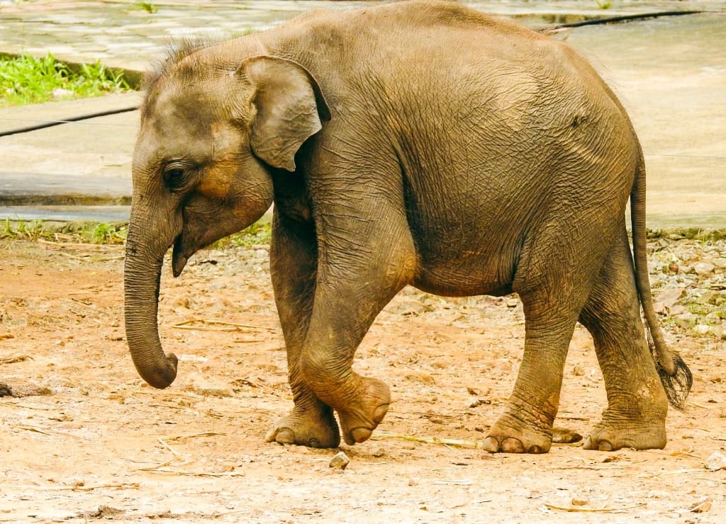 Baby elephant at the Elephant Transit Home in Udawalawe