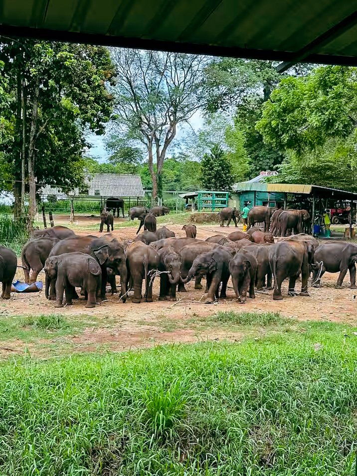 Baby elephants at the Elephant Transit Home in Sri Lanka