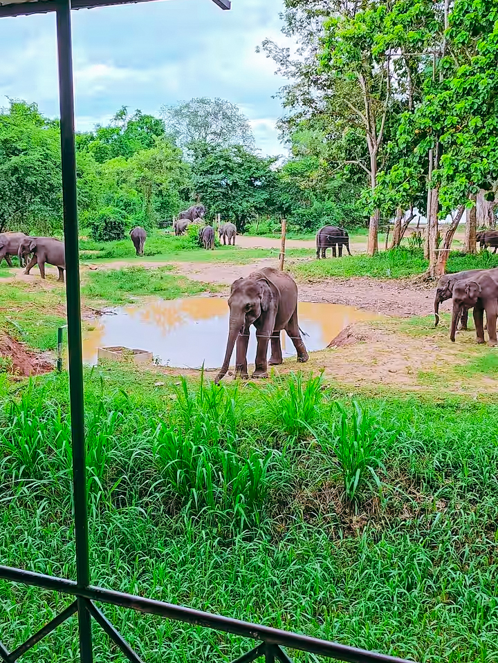 Orphaned Elephants at the ethical elephant experience in sri lanka