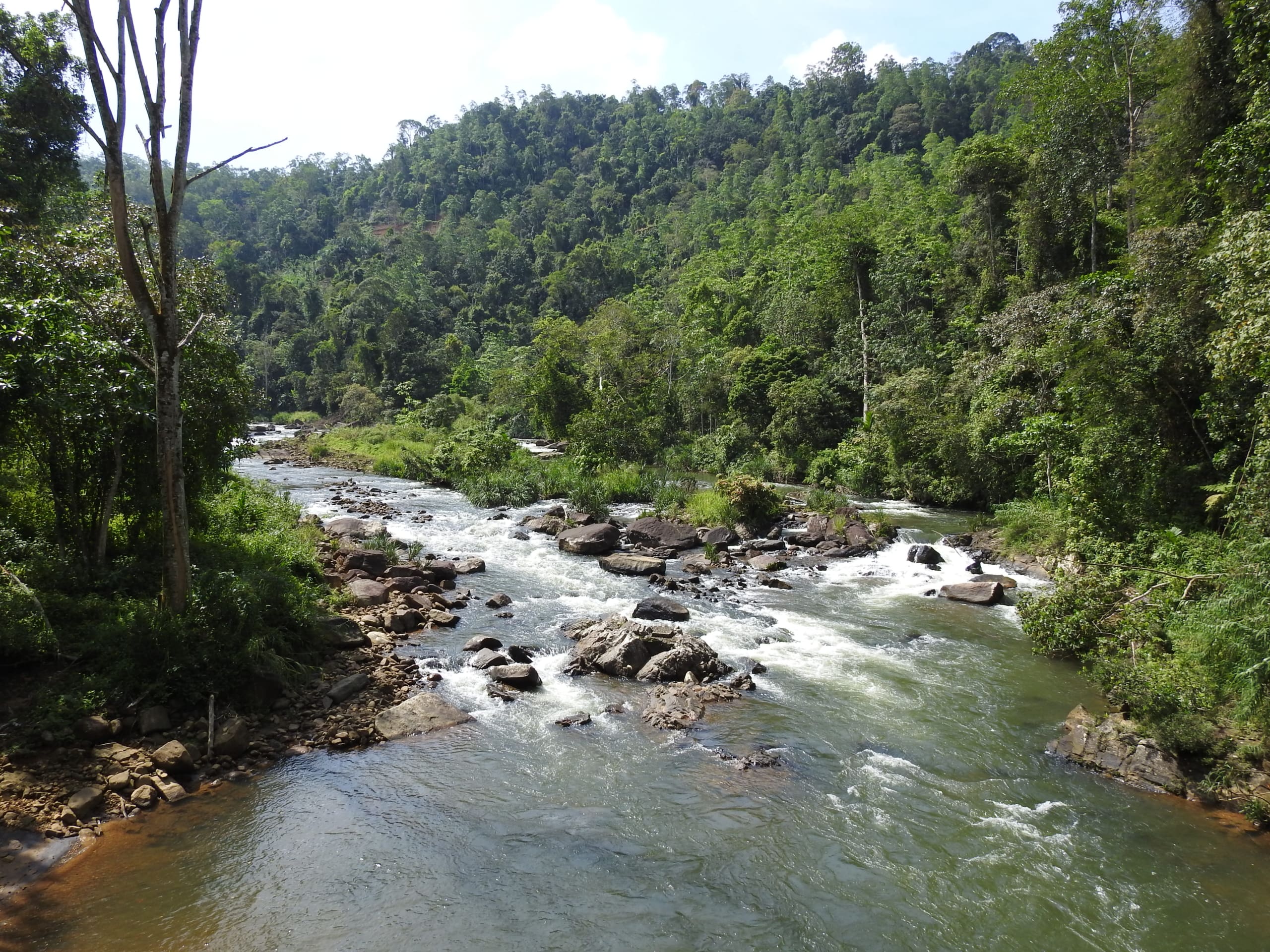 Explore the Biodiversity of Sinharaja Rainforest