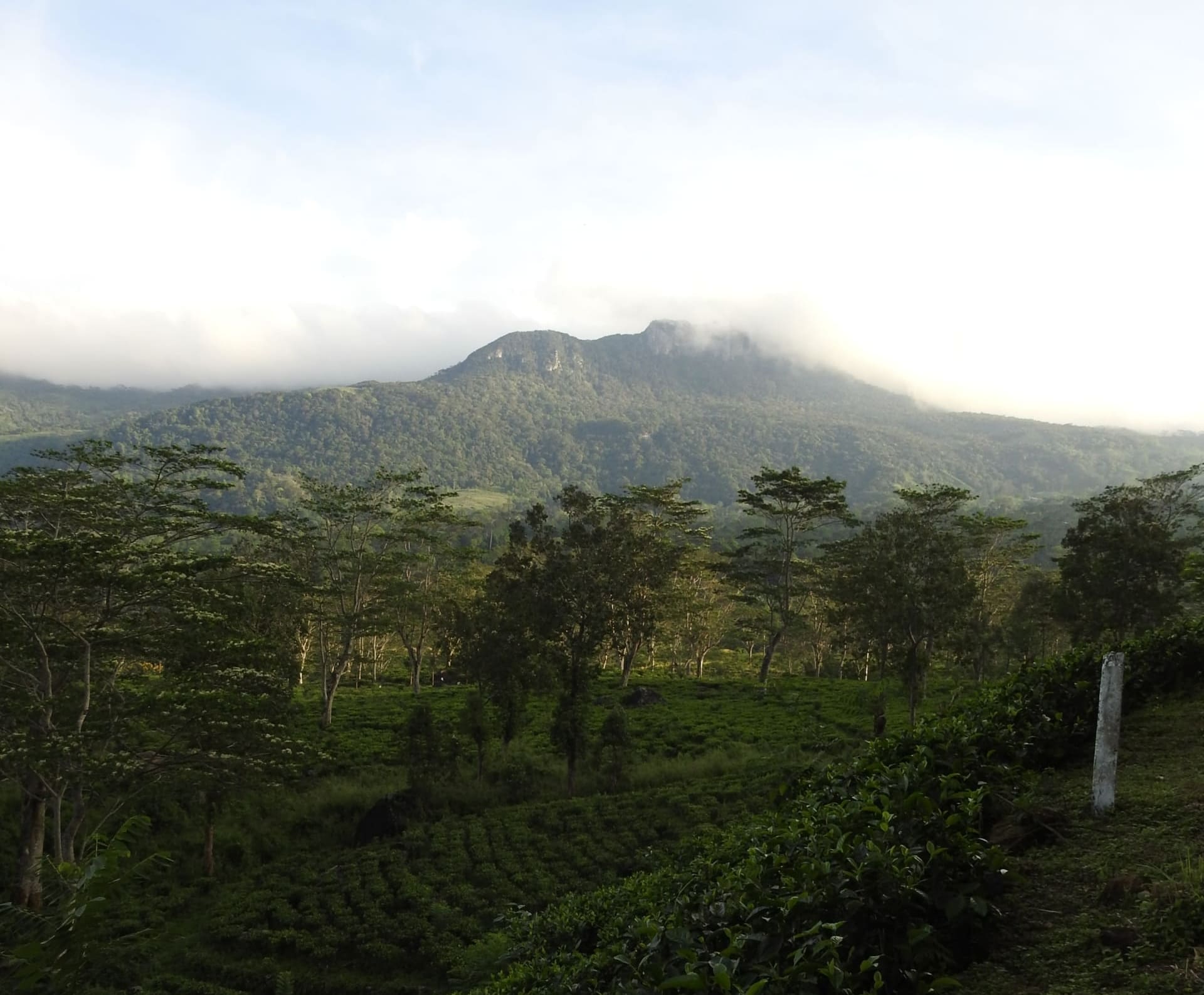 Explore Sri Lanka’s Untouched Rainforest