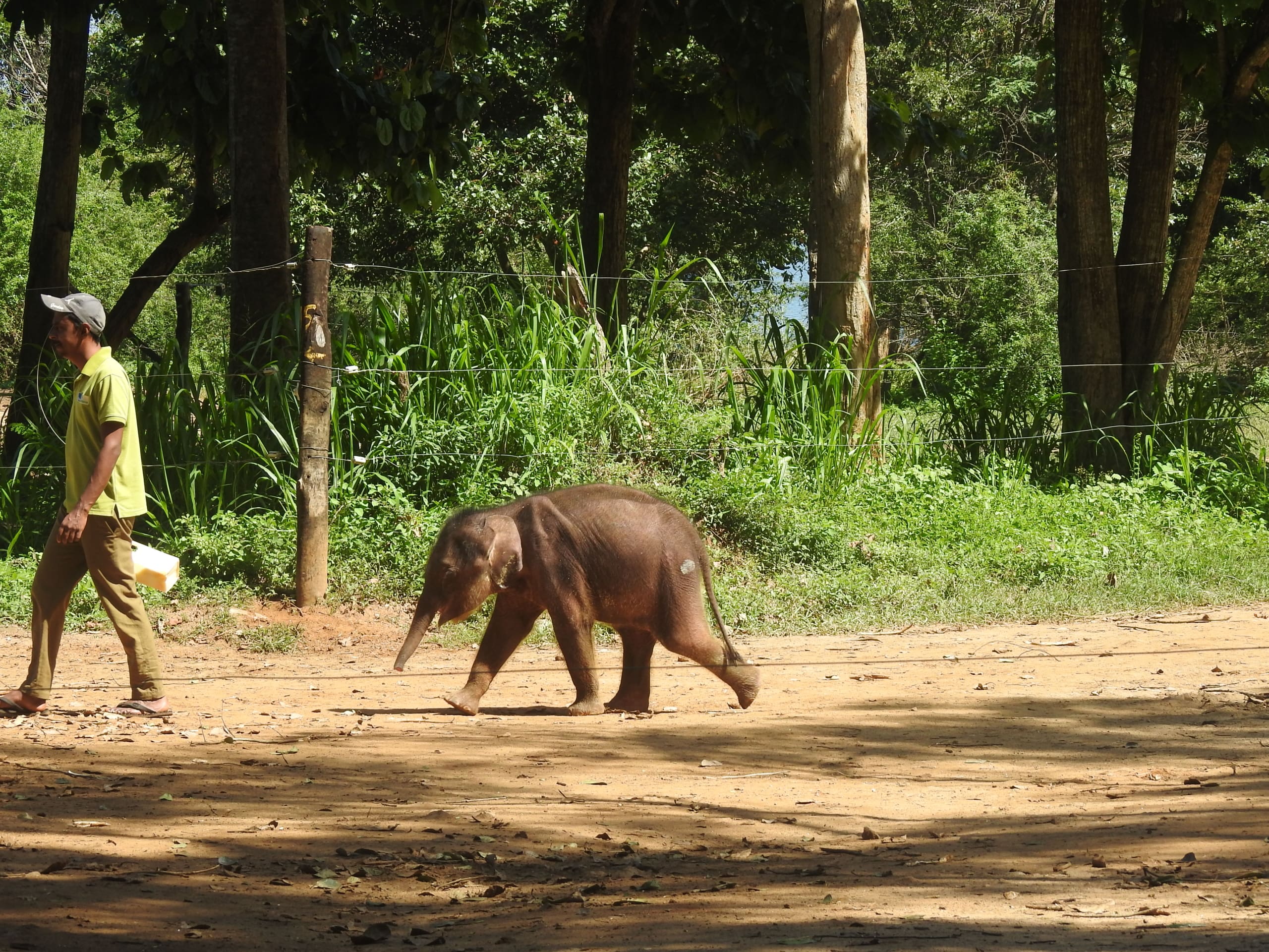 Ethical Elephant Experiences in Sri Lanka