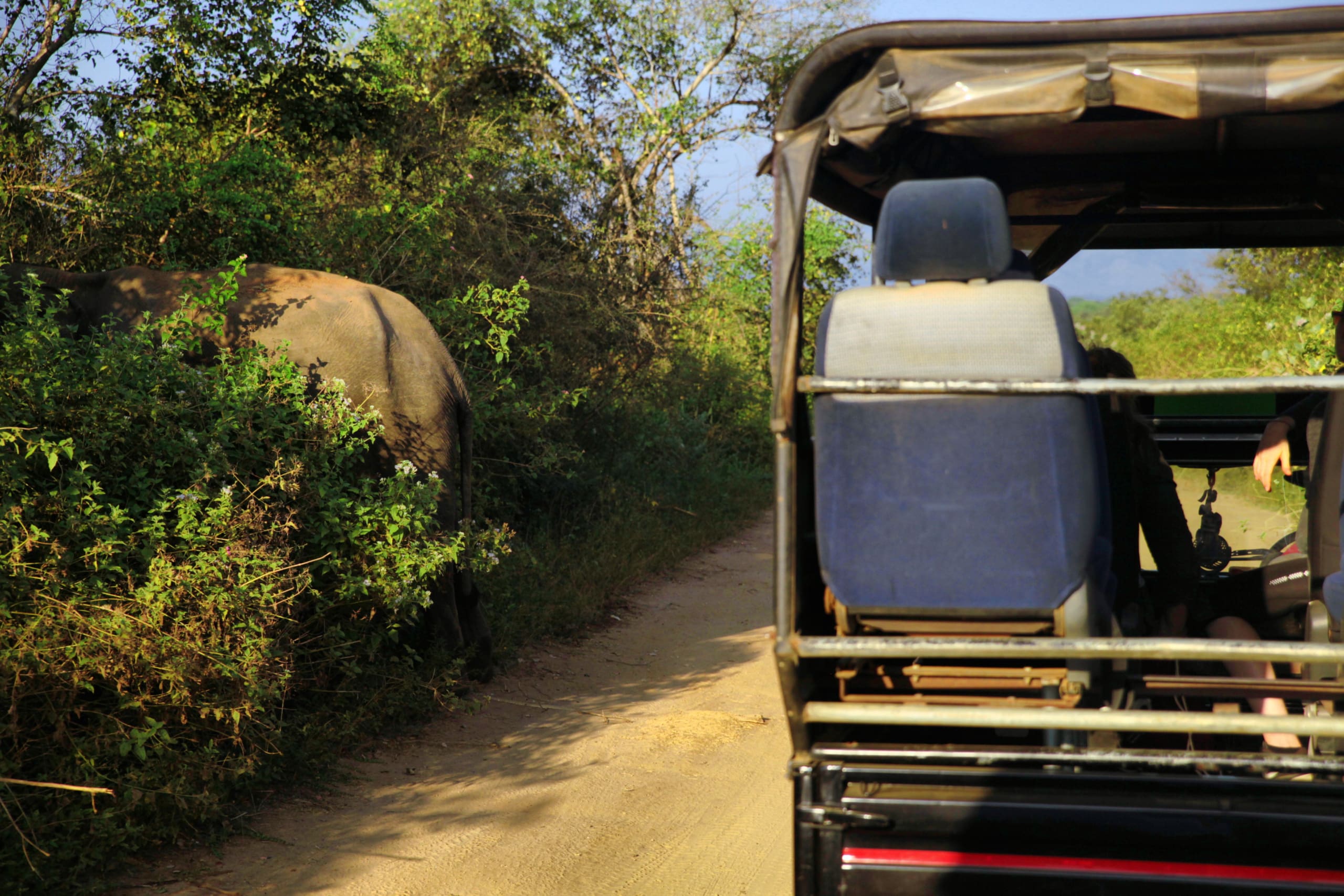 Easy Day Trips from Jungle Paradise Hotel