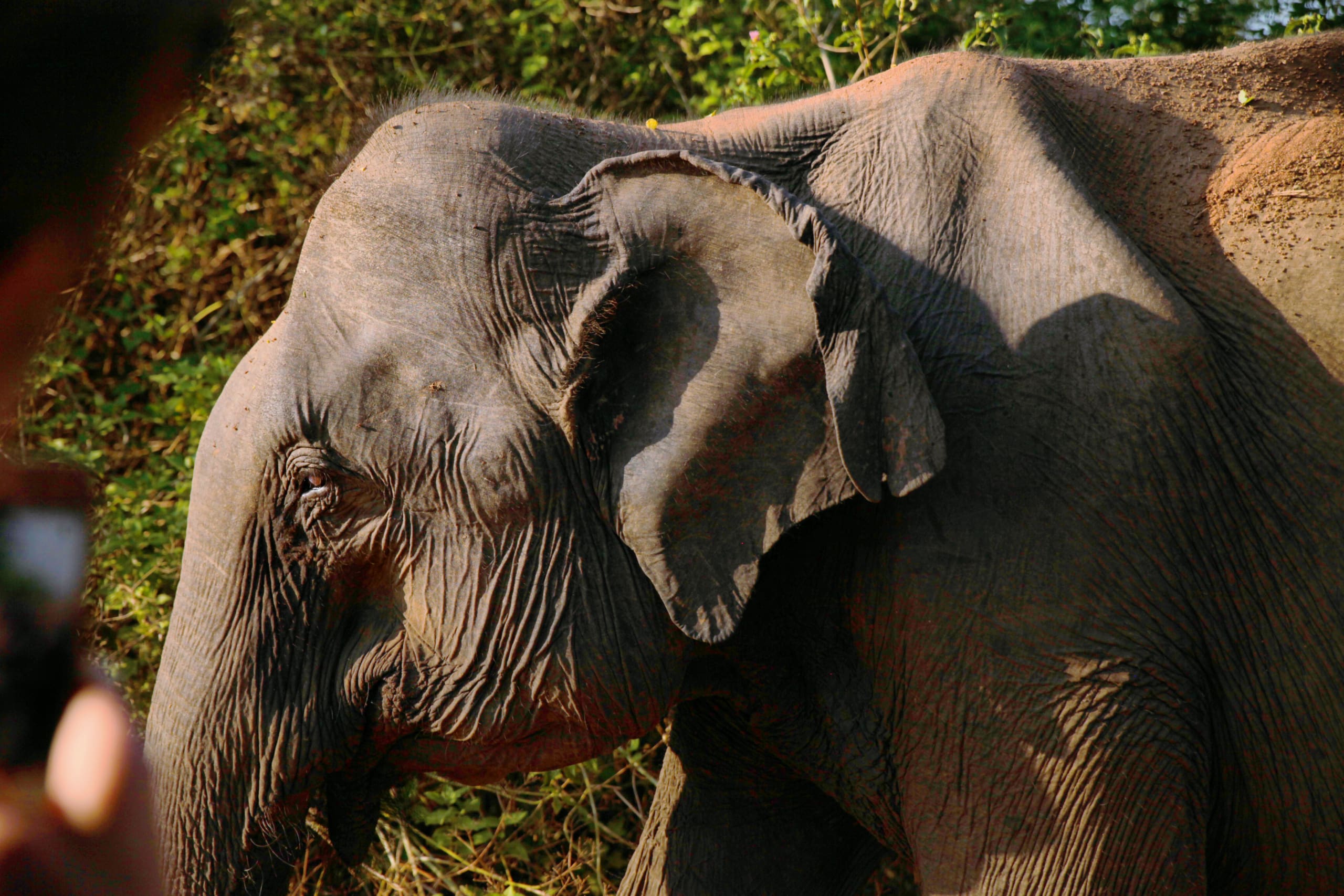 Safari at Udawalawe National Park
