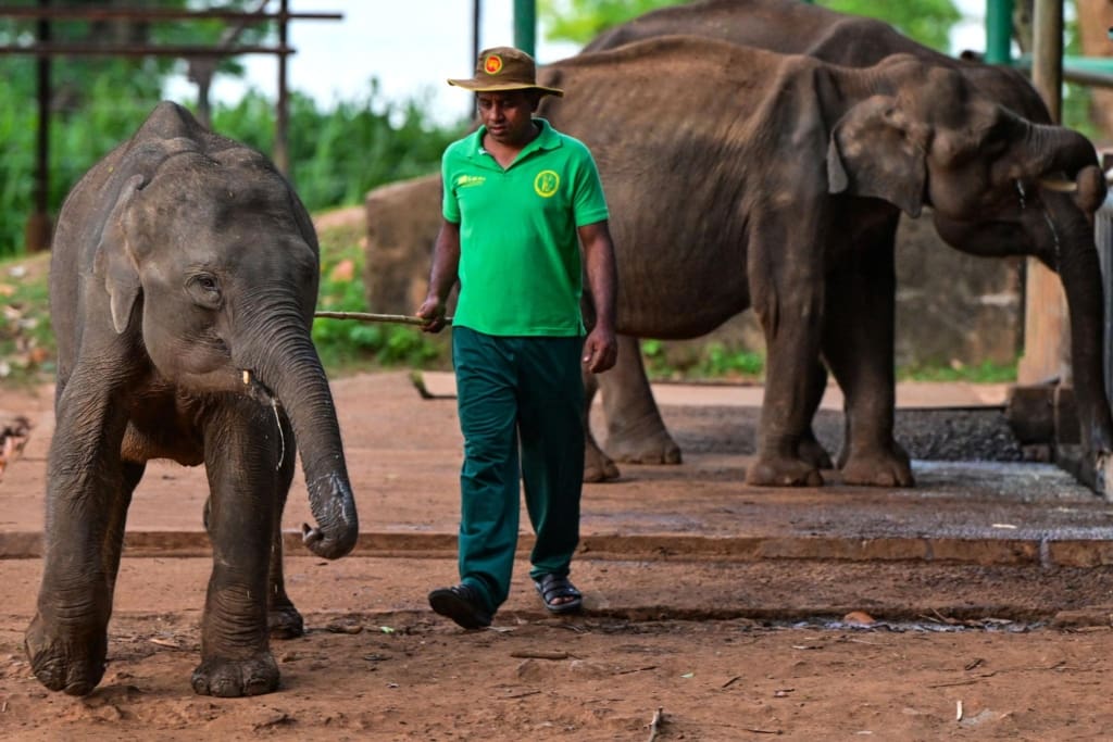 Elephant transit home baby elephant and care giver