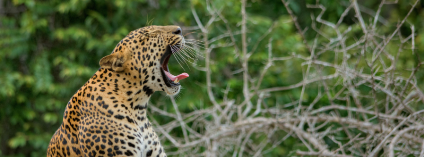 Yala Safari Leopard